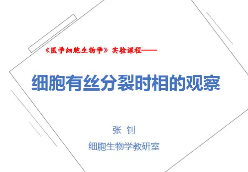 细胞有丝分裂时相的观察