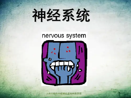 人体大脑的中枢神经系统构造原理