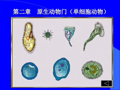 4.原生动物