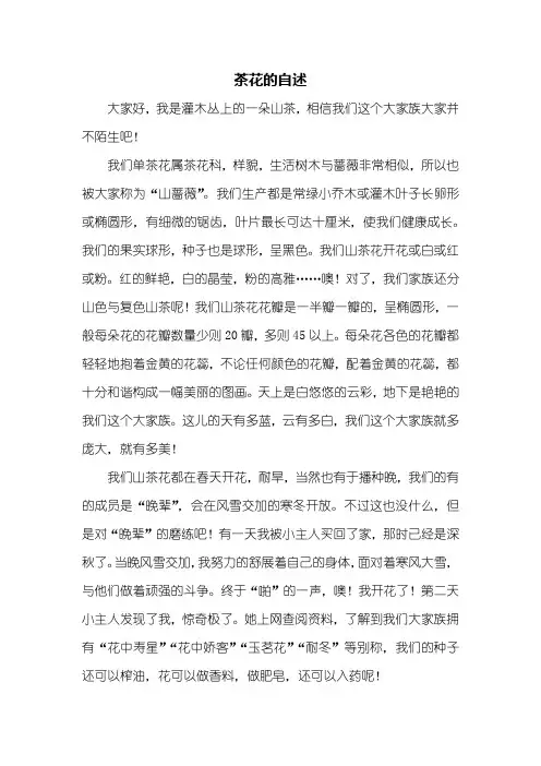 六年级作文：茶花的自述作文600字