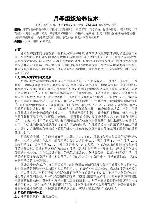月季组织培