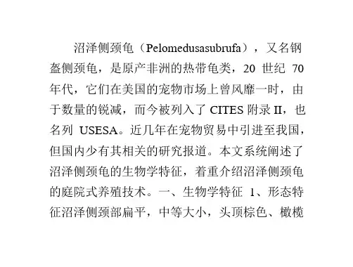 沼泽侧颈龟生物学特性及庭院养殖技术介绍