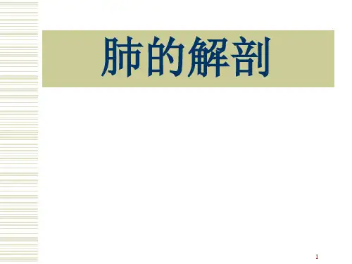 肺的解剖及分段PPT精选课件