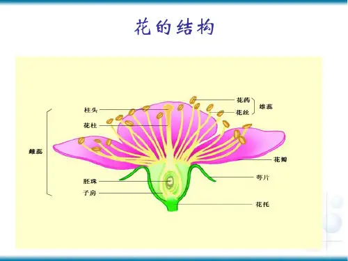 果实的结构与类型1