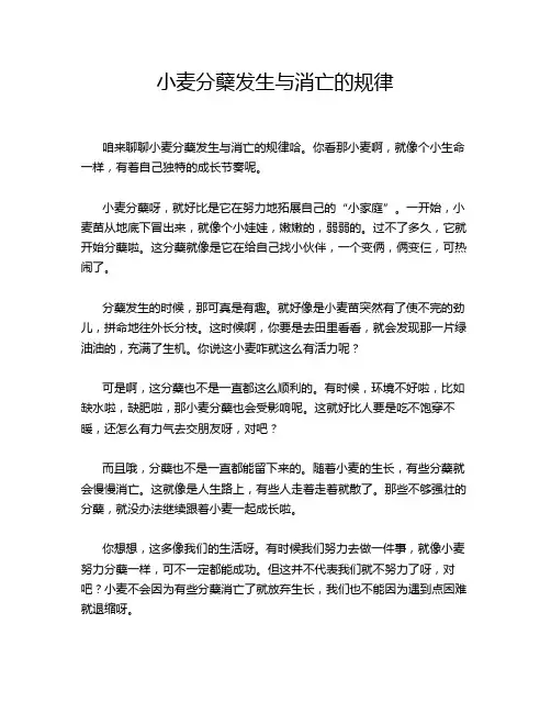 小麦分蘖发生与消亡的规律