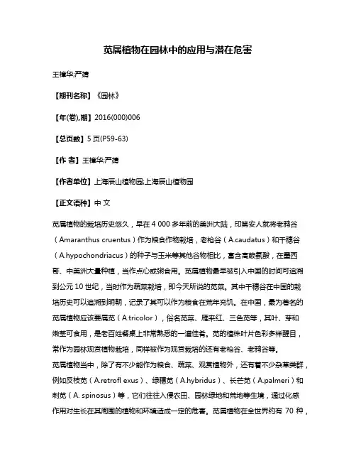 苋属植物在园林中的应用与潜在危害