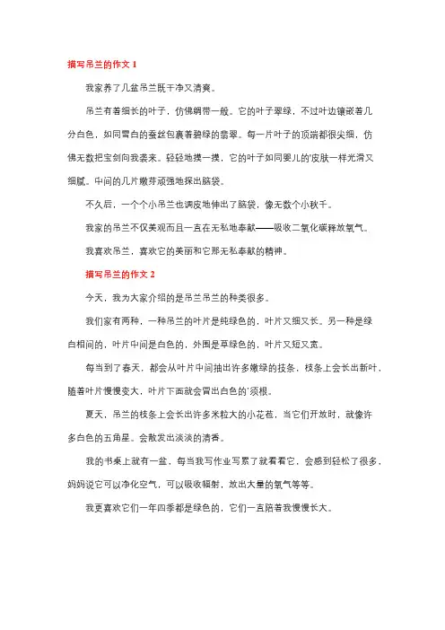 我的植物吊兰作文