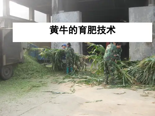 黄牛的育肥技术