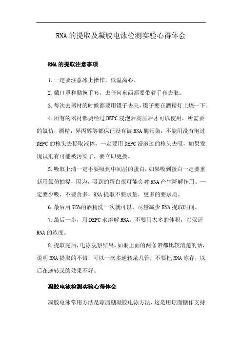 RNA的提取及凝胶电泳检测实验心得体会