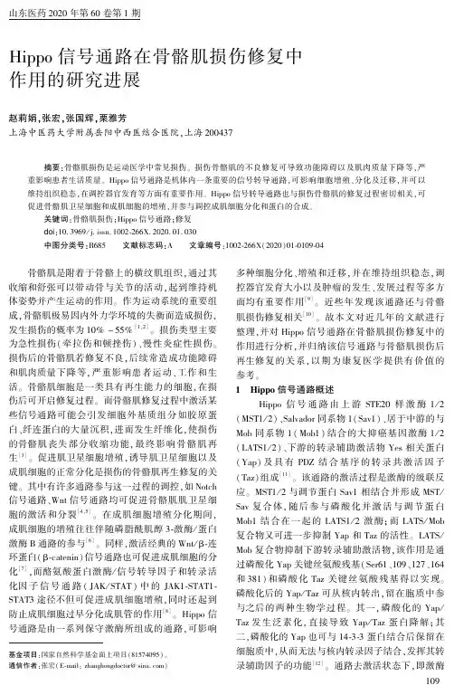 hippo信号通路在骨骼肌损伤修复中作用的研究进展