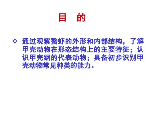 螯虾的解剖PPT课件