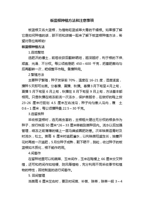 板蓝根种植方法和注意事项