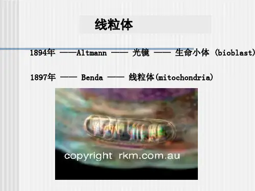 线粒体与细胞的能量转换