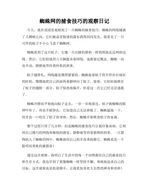 小学三年级作文蜘蛛网的捕食技巧的观察日记