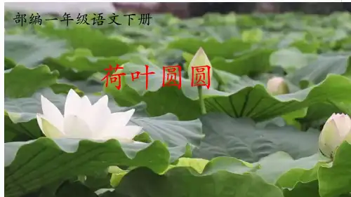 部编一年级语文下册《荷叶圆圆》公开课课件
