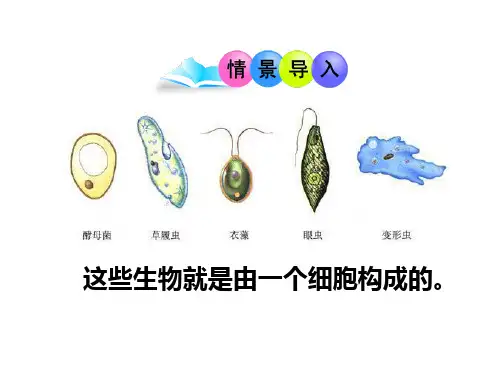 苏教版初中生物七年级上册 2.4.1 单细胞生物 课件(共28张PPT)