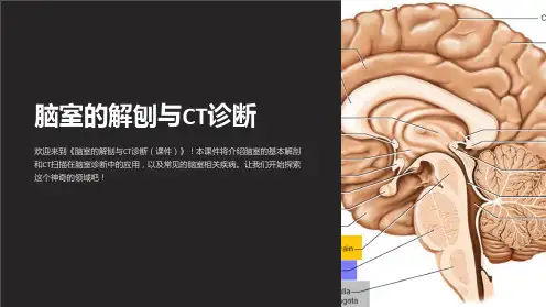 《脑室的解刨与CT诊断(课件)》