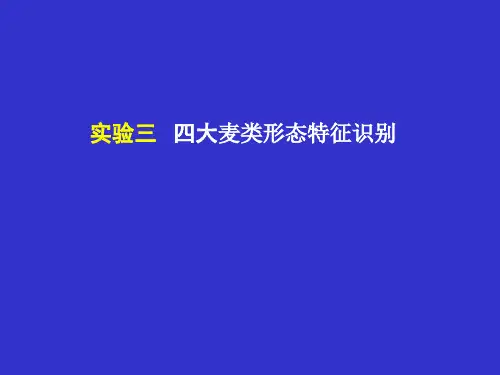 实验三 四大麦类(小麦、大麦、黑麦、燕麦)