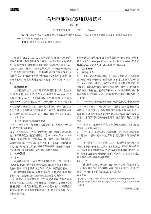 兰州市郁金香露地栽培技术