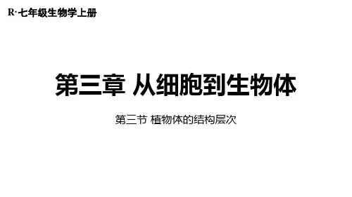 1.3.3 植物体的结构层次-七年级生物上册课件(人教版2024)