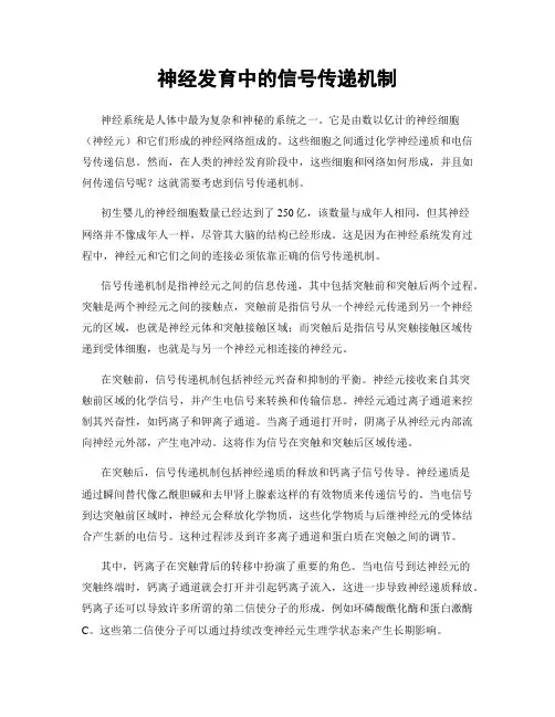 神经发育中的信号传递机制