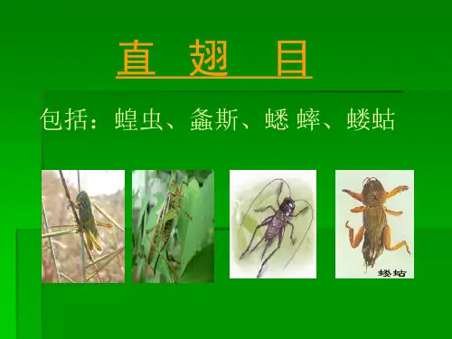 昆虫分类详细图解