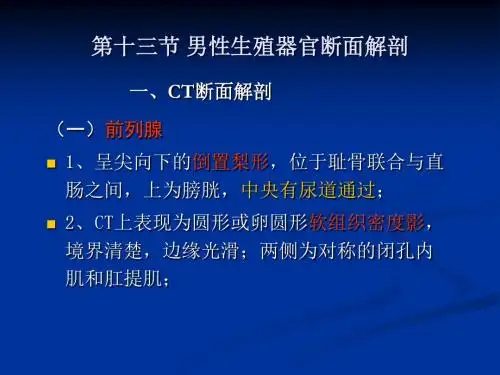 影像解剖-男性生殖系统