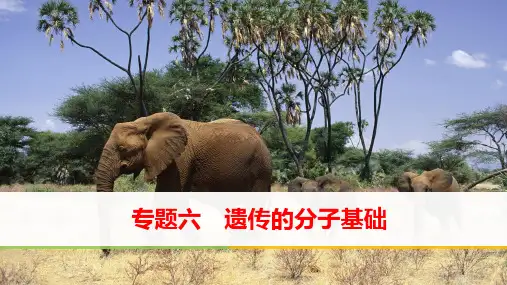 专题六遗传的分子基础二轮复习 ppt课件