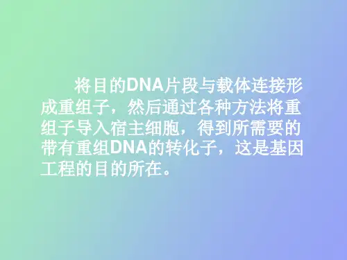 重组体的筛选
