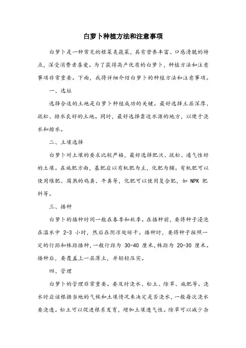 白萝卜种植方法和注意事项