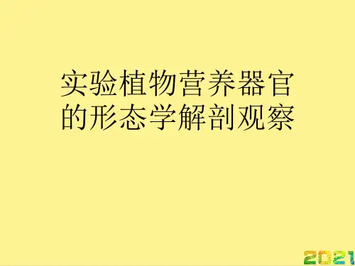 实验植物营养器官的形态学解剖观察优品文档