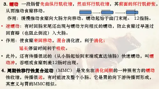 8四小肠运动及其调节