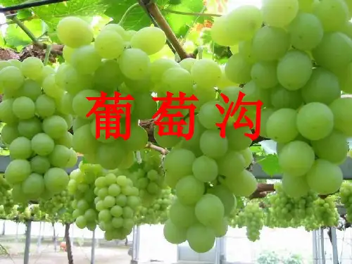 二年级下册语文人教版课文《葡萄沟》精品PPT课件