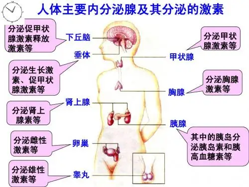 激素调节实例