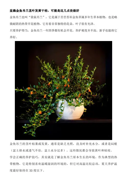 盆栽金鱼吊兰茎叶发黄干枯,可能是这几点没做好