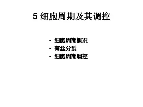 细胞周期及其调控