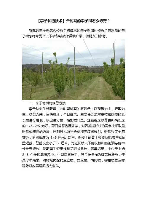 【李子种植技术】各时期的李子树怎么修剪？