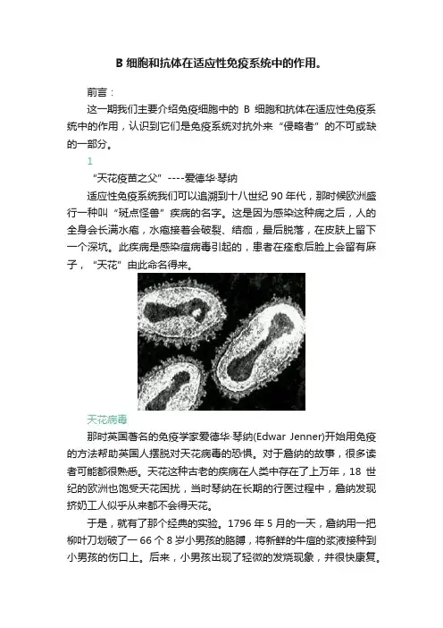 B细胞和抗体在适应性免疫系统中的作用。