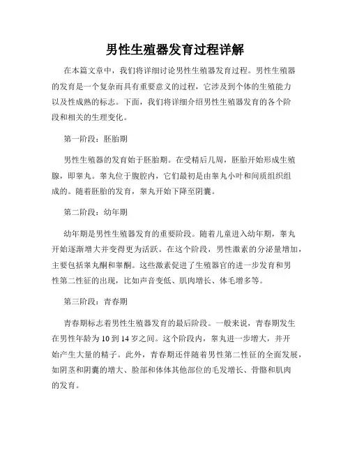 男性生殖器发育过程详解