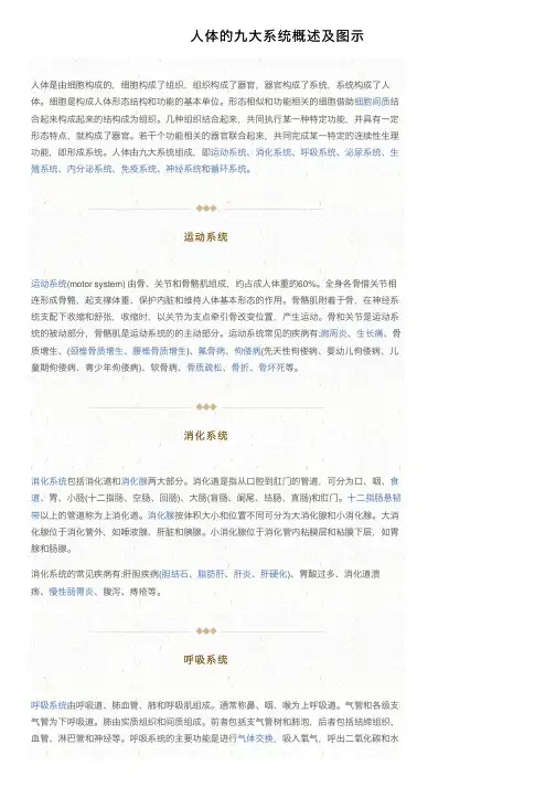 人体的九大系统概述及图示