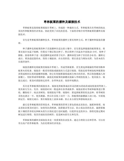 枣林板栗的播种及嫁接技术