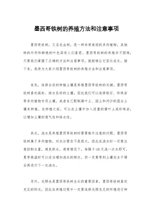 墨西哥铁树的养殖方法和注意事项