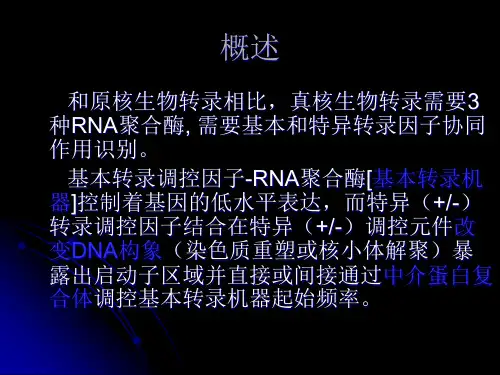 真核生物转录及转录水平的调控上精品PPT课件