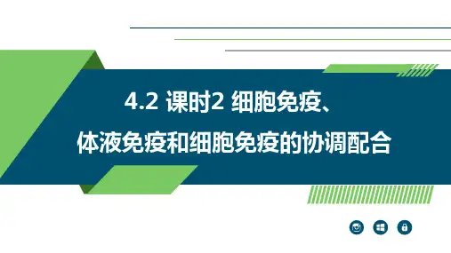 4.2细胞免疫体液免疫和细胞免疫的协调配合课时2课件高二上学期生物人教版选择性必修(1)