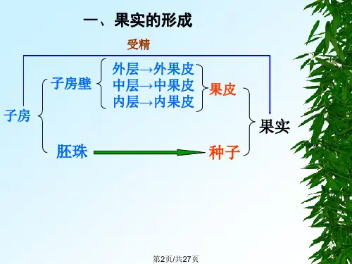 果实的形态