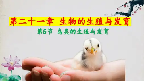 21.5鸟类的生殖与发育-八年级生物下册优质课件