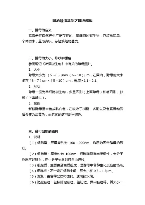 啤酒酿造基础之啤酒酵母