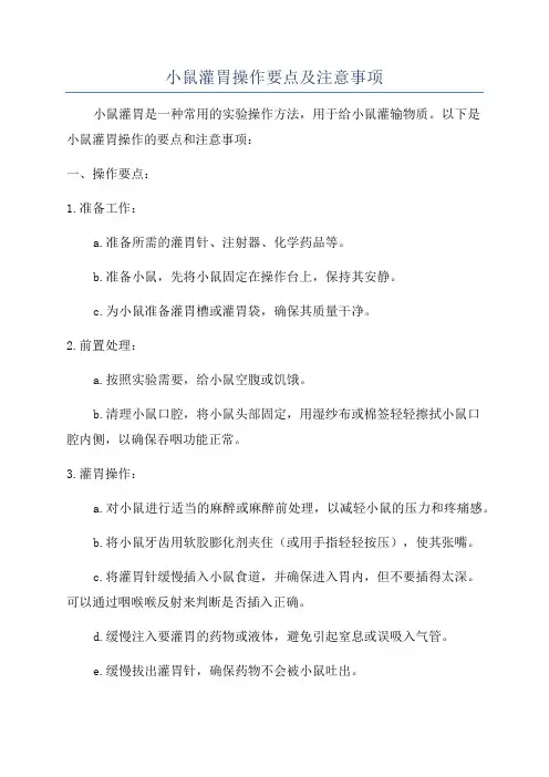 小鼠灌胃操作要点及注意事项