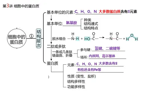 一轮复习2.4细胞中的蛋白质