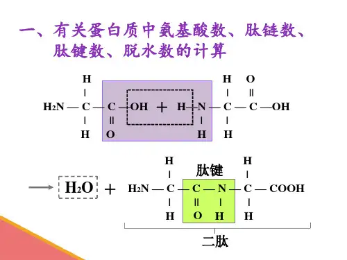 蛋白质计算ppt课件.ppt